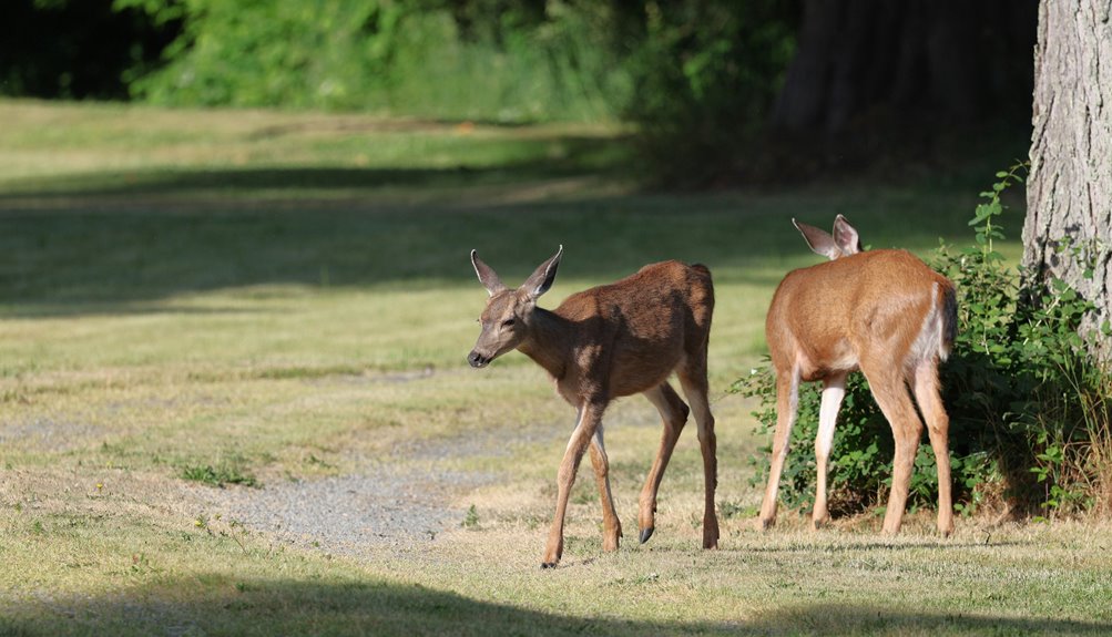 seven best backyard deer foods