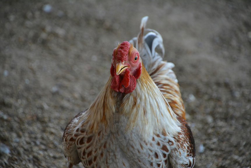 texas backyard chicken considerations ahead